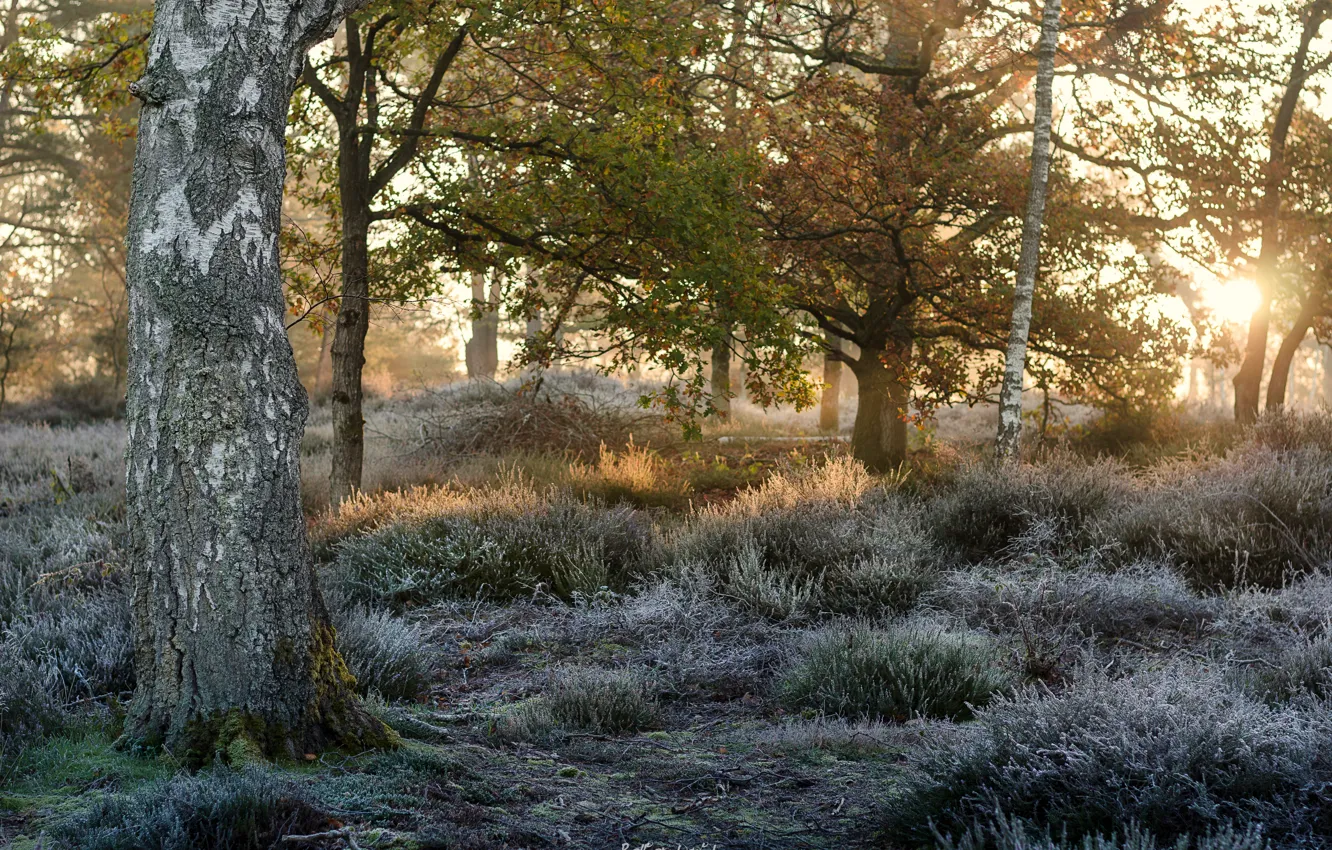 Photo wallpaper autumn, forest, nature