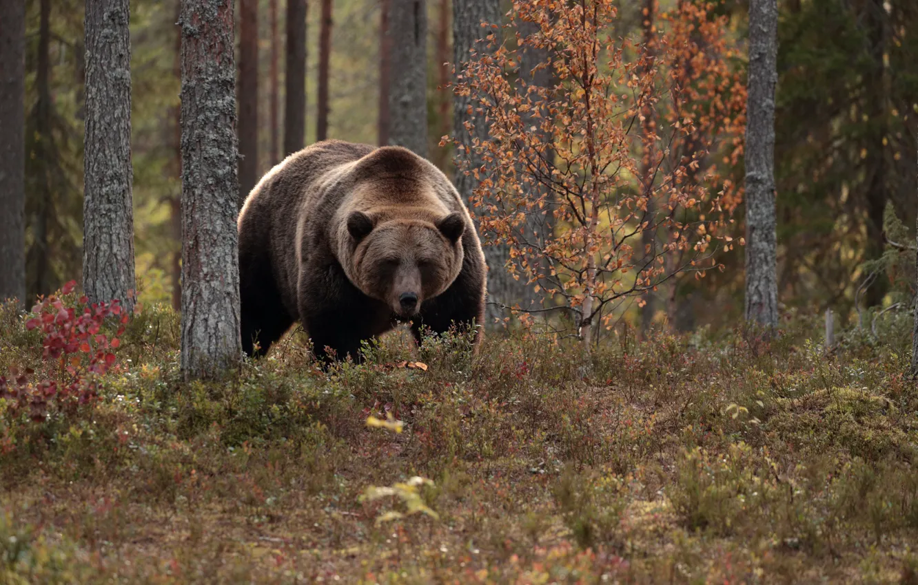 Photo wallpaper autumn, forest, trees, bear, the Bruins