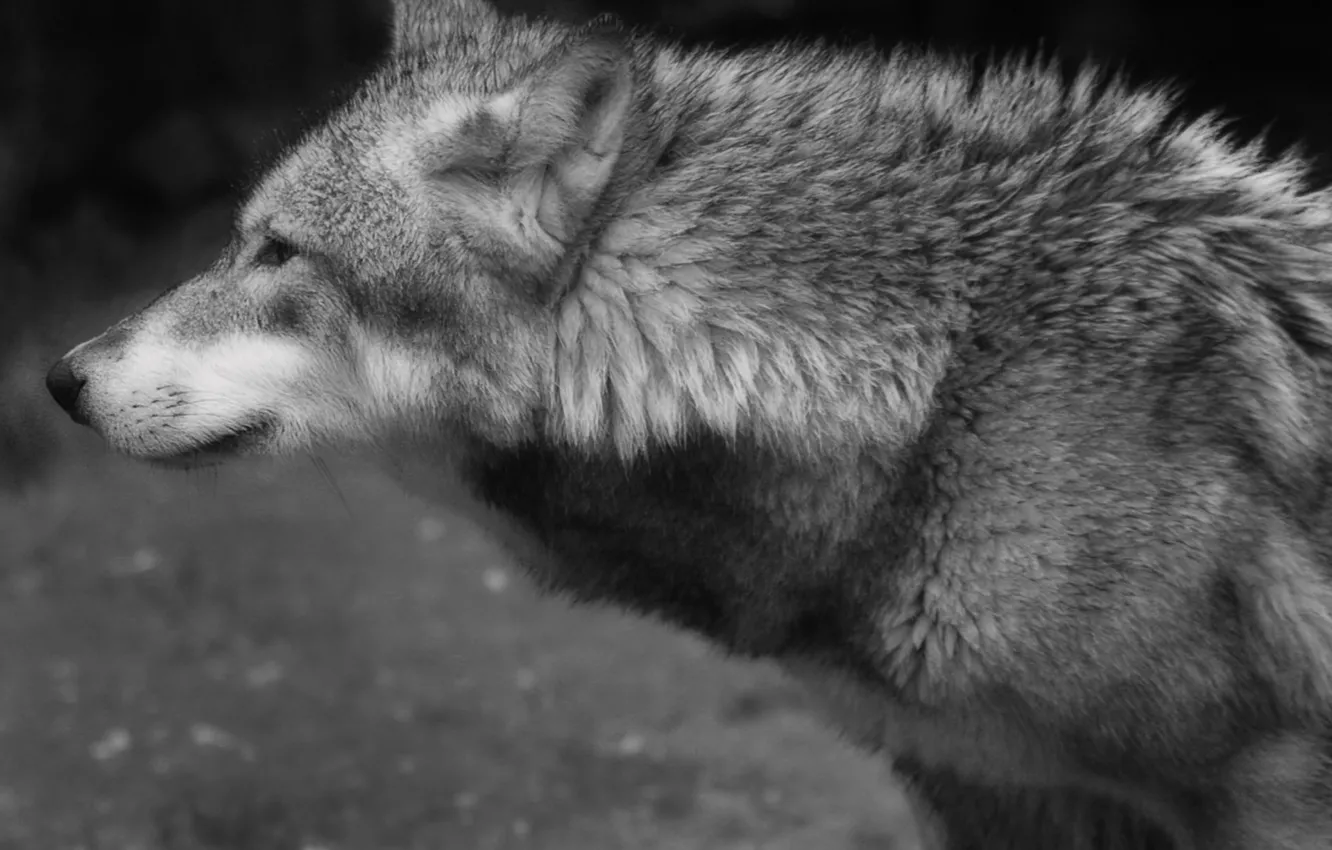 Photo wallpaper Predator, nature, animal, wolf, wildlife, portrait, portrait., Canis lupus. face