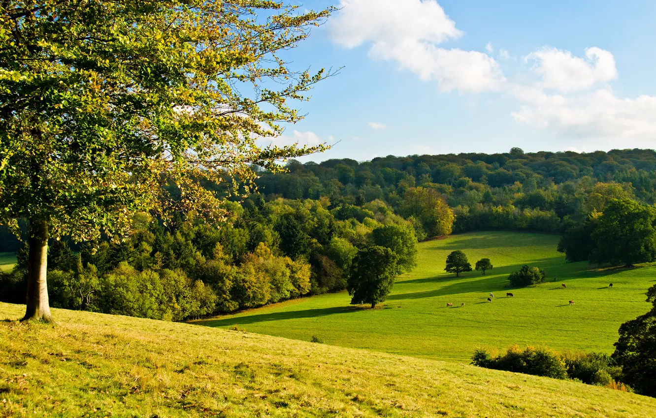 Photo wallpaper forest, the sky, grass, trees, cows, slope, meadow