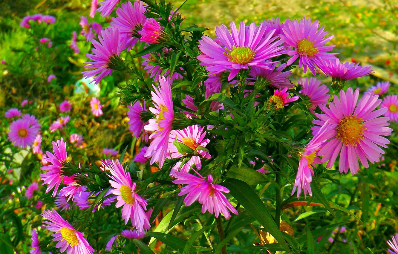 Photo wallpaper flowers, beauty, Autumn bouquet