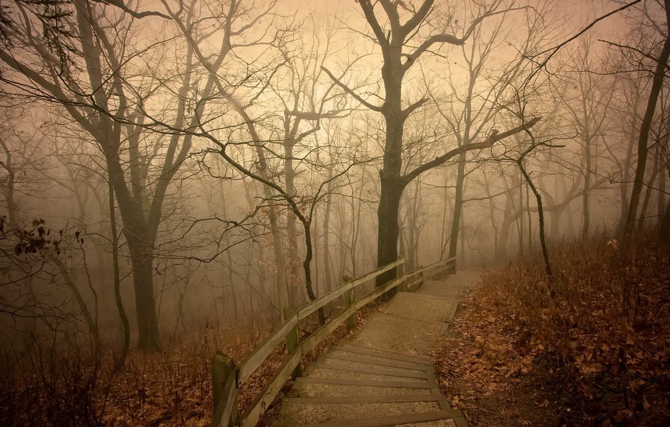 Photo wallpaper autumn, fog, Park