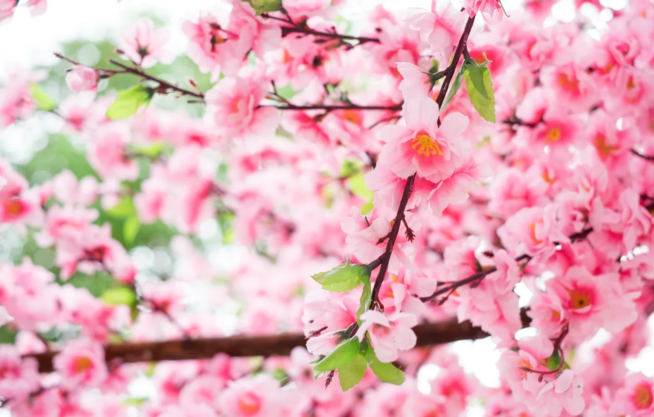 Photo wallpaper flowers, branches, tree, Nature, spring, flowering
