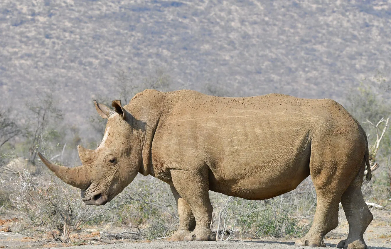 Photo wallpaper nature, profile, Rhino