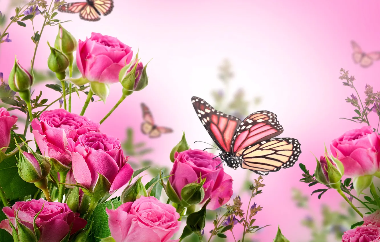 Photo wallpaper butterfly, flowers, roses, flowering, pink, blossom, flowers, beautiful