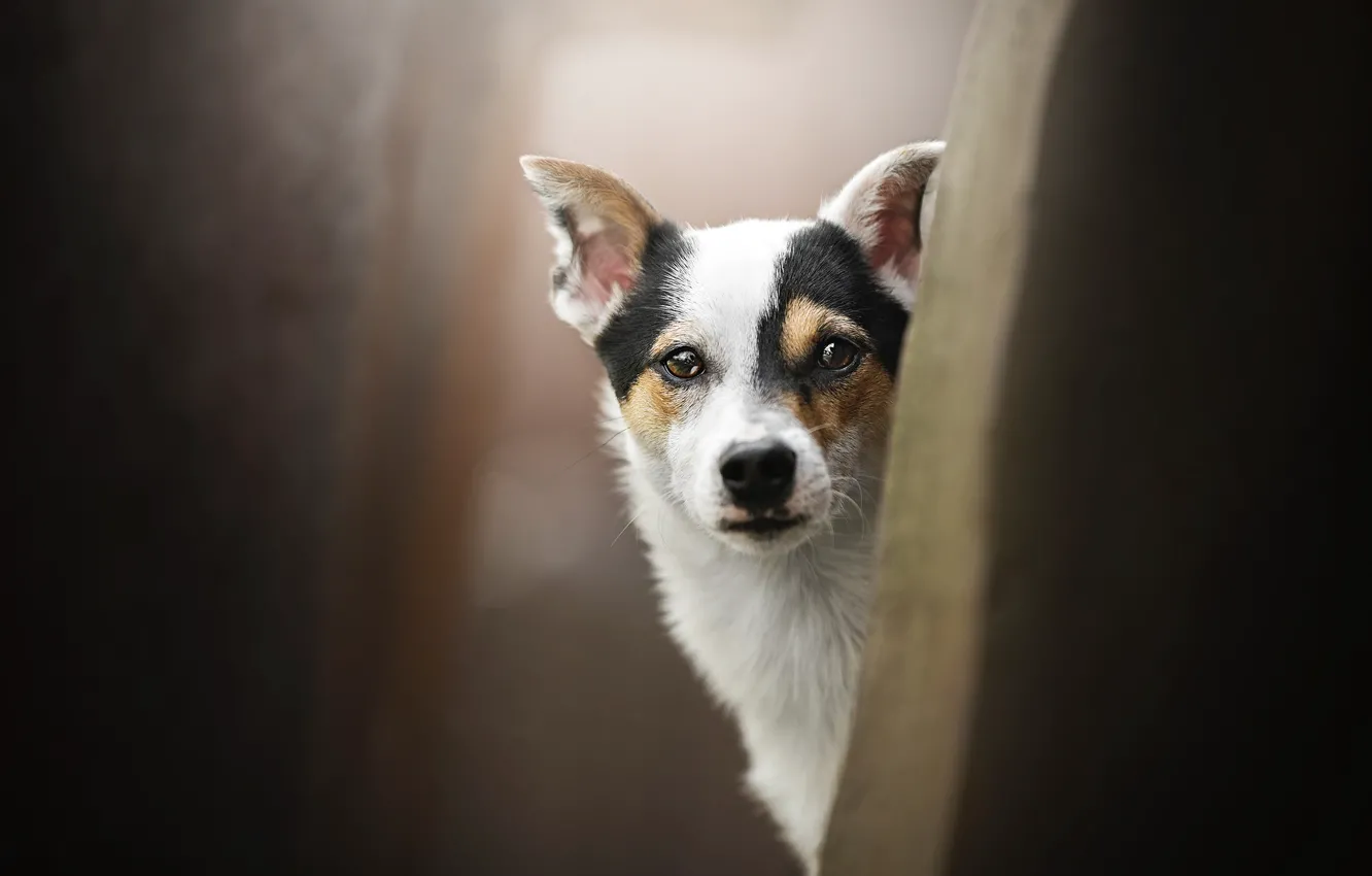 Photo wallpaper look, dog, face, bokeh, doggie