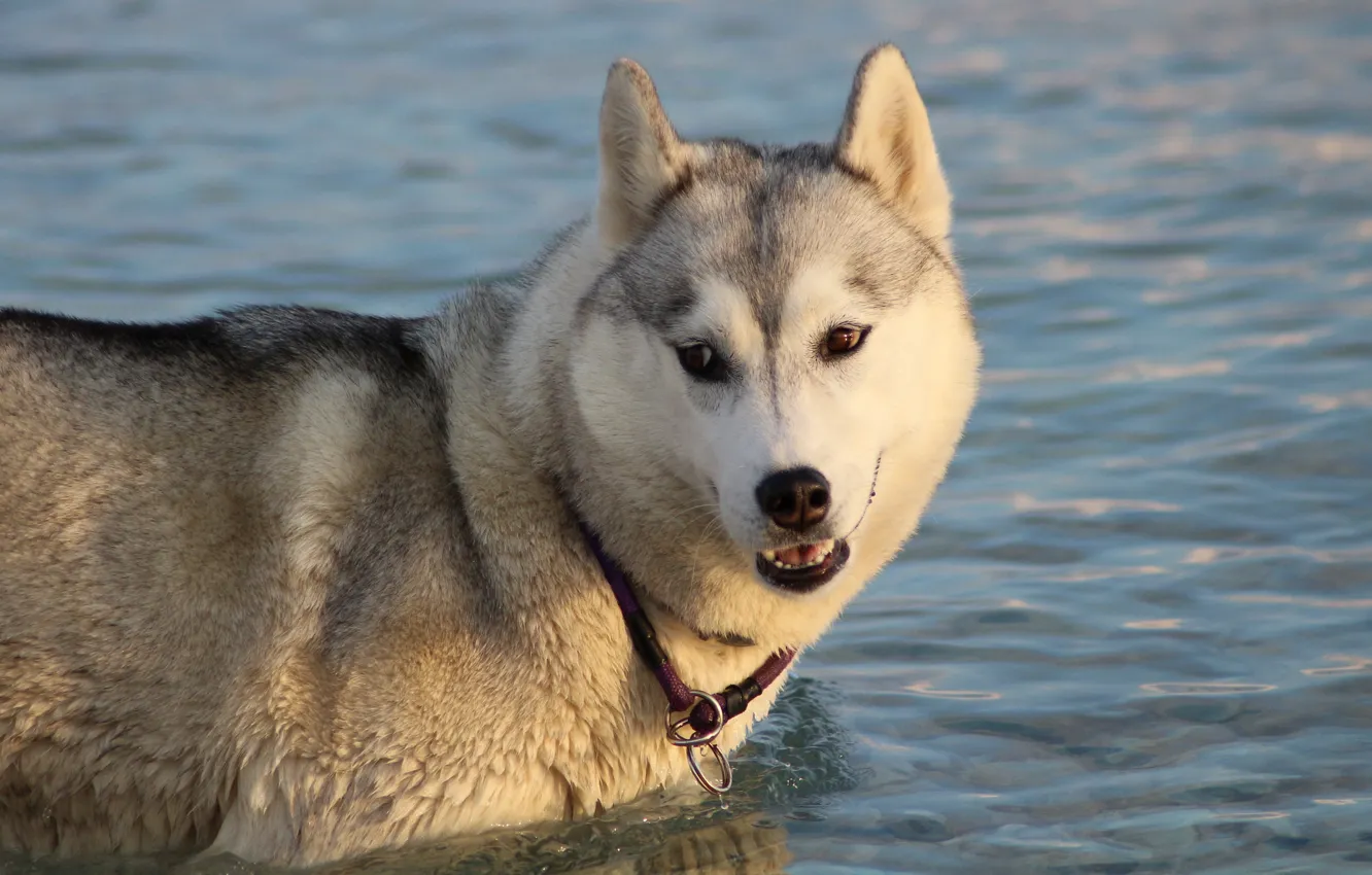Photo wallpaper look, water, light, pose, grey, portrait, dog, bathing