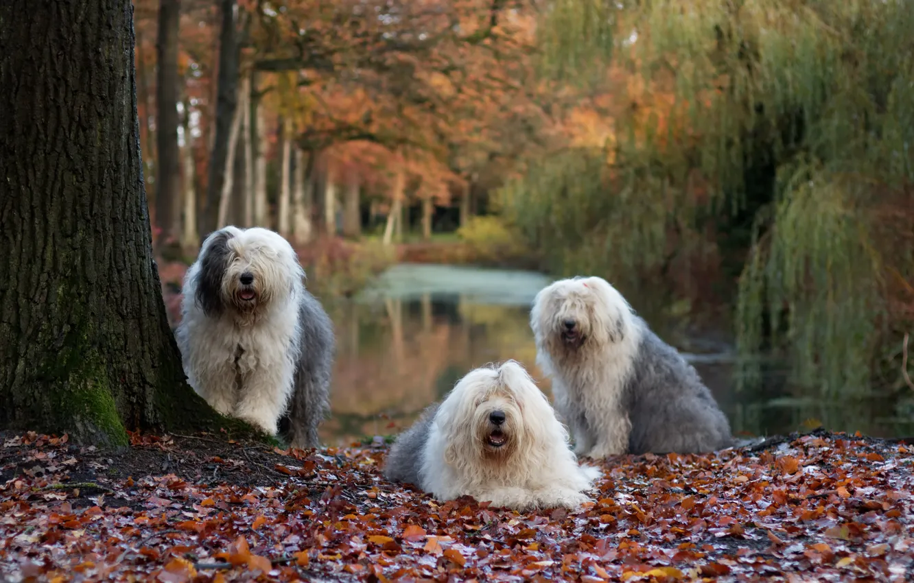 Photo wallpaper autumn, dogs, nature