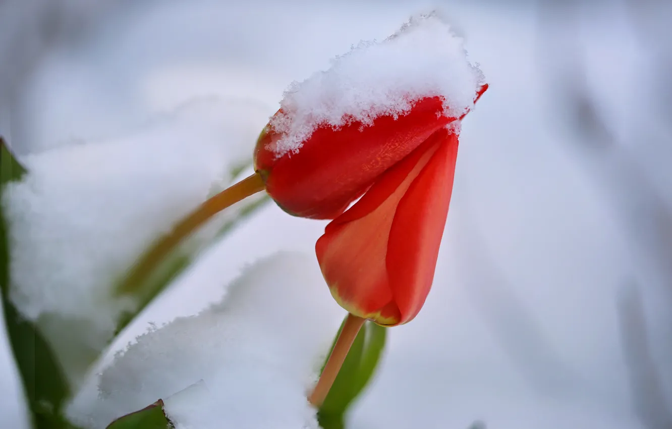 Photo wallpaper snow, flowers, tulips