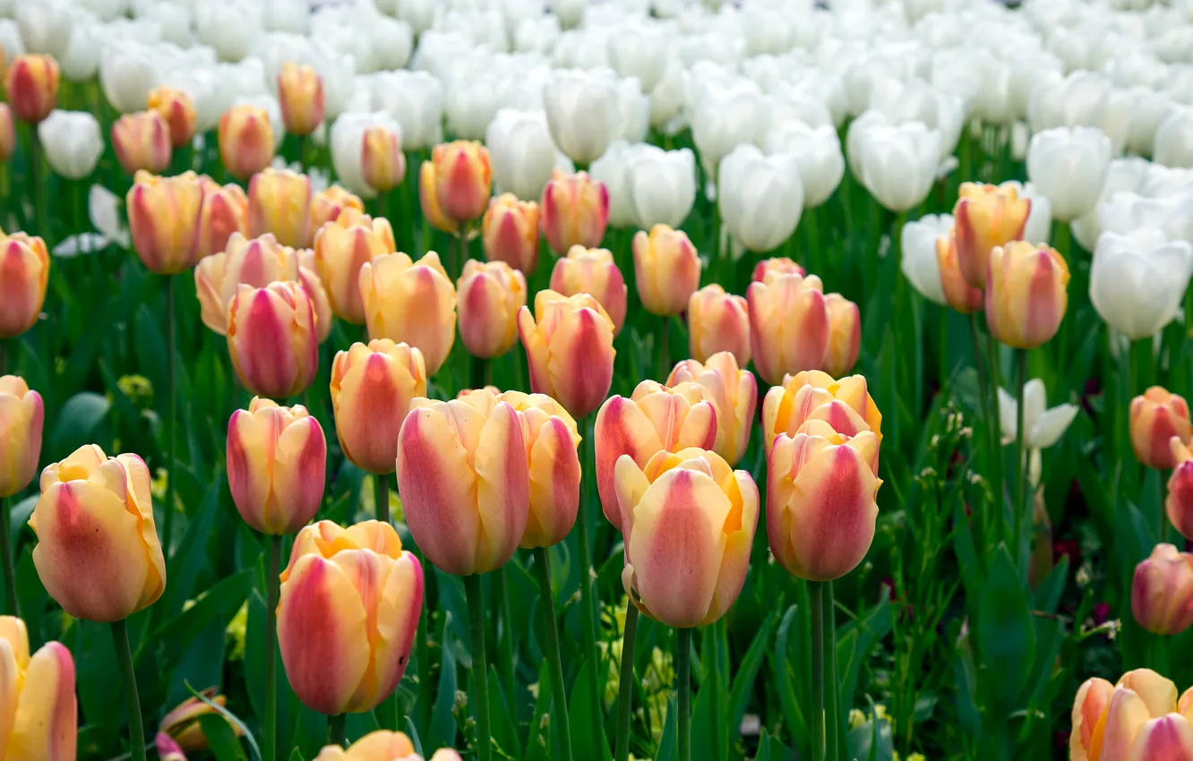 Photo wallpaper flowers, orange, spring, tulips, striped, plantation