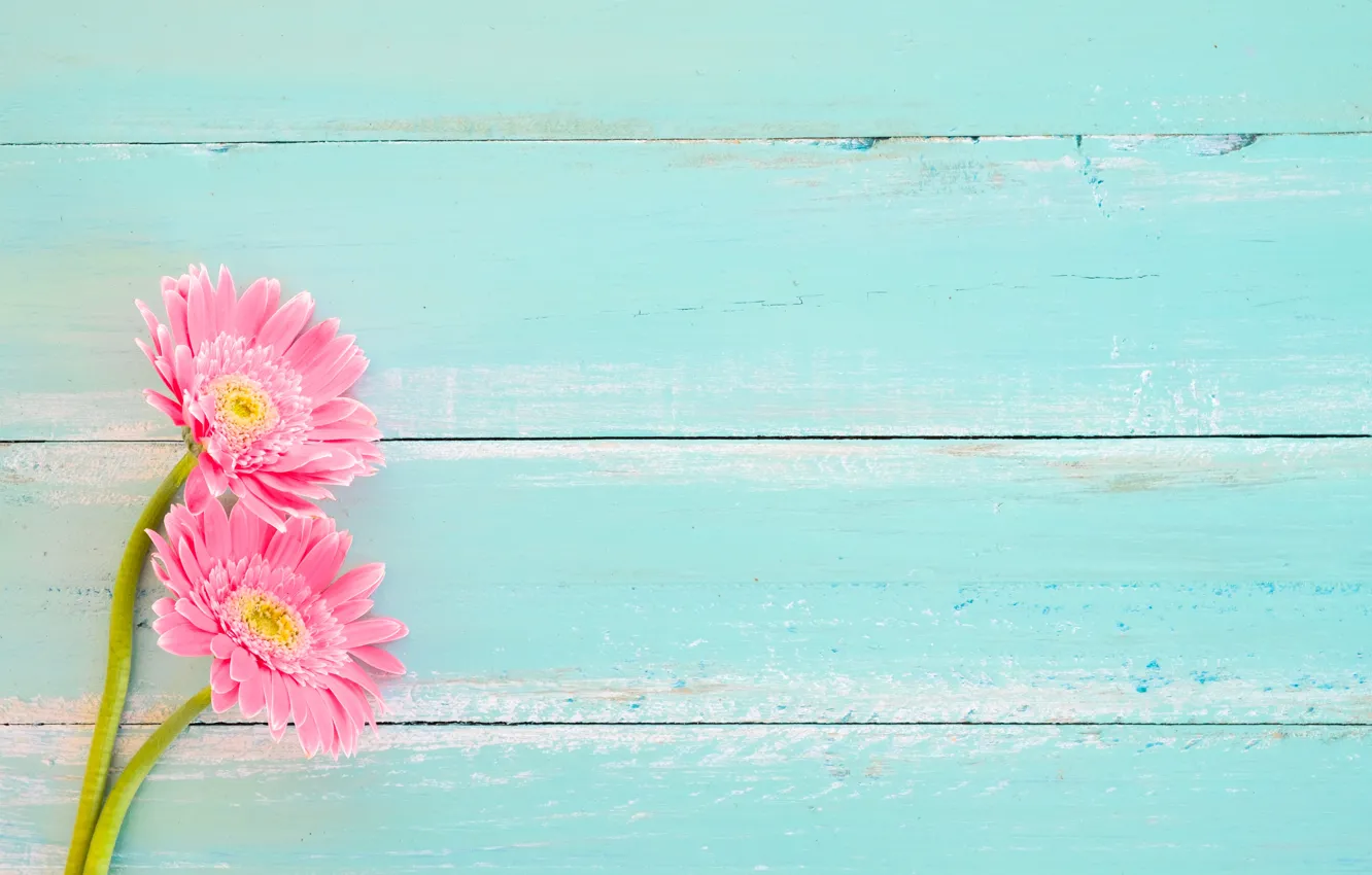 Photo wallpaper flowers, spring, gerbera, wood, pink, flowers, spring, gerbera