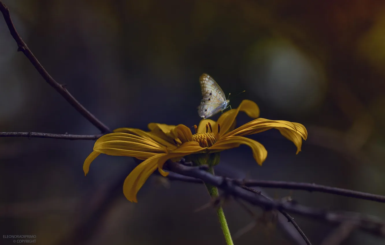 Photo wallpaper flower, macro, yellow, butterfly, insect