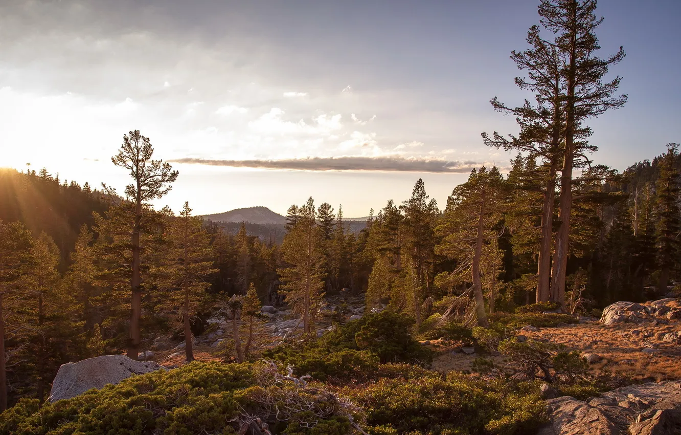 Photo wallpaper forest, the sun, mountains, stones