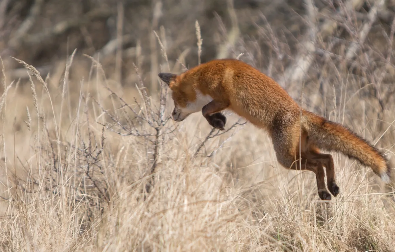 Photo wallpaper nature, jump, Fox