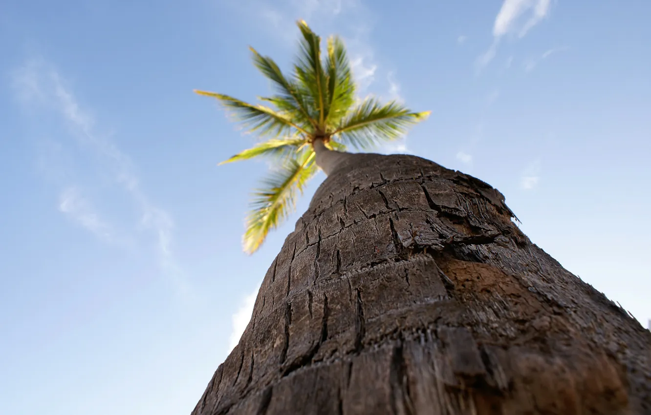 Photo wallpaper the sky, leaves, clouds, palm trees, trunk, bark