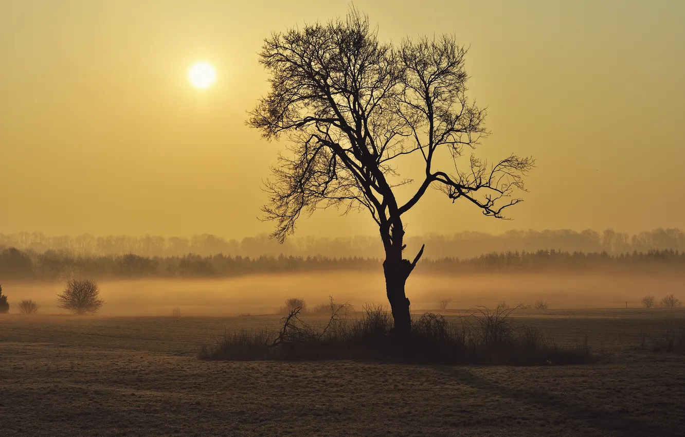 Photo wallpaper the sun, fog, horizon, sunshine, frog, tree, sun, fog