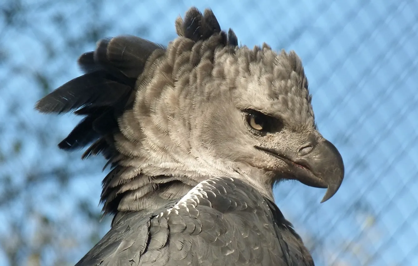 Photo wallpaper bird, birds, Brazil, Brazilian, harpy, Prey, animal themes, Harpia