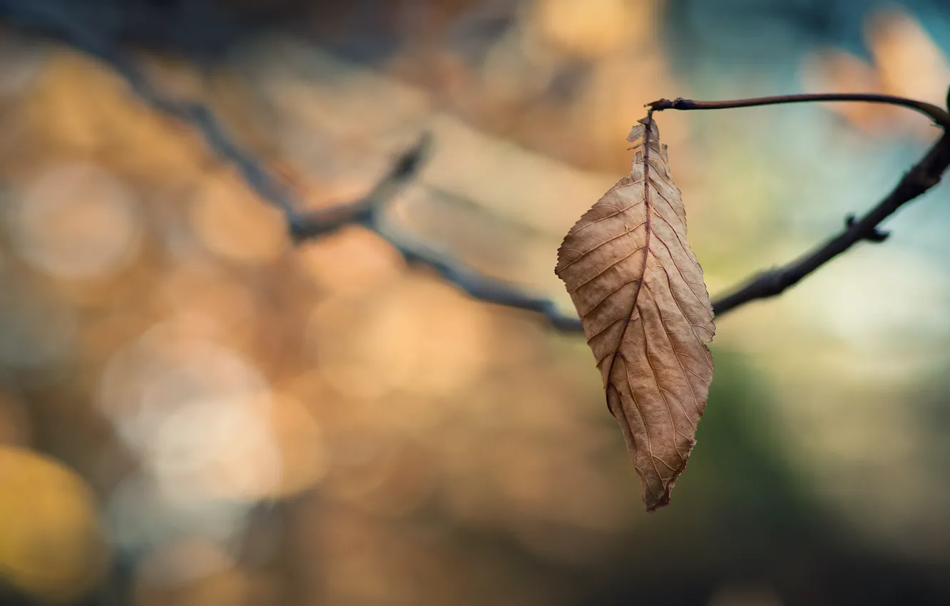 Photo wallpaper cold, sadness, autumn, leaves, branches, loneliness, tree, branch
