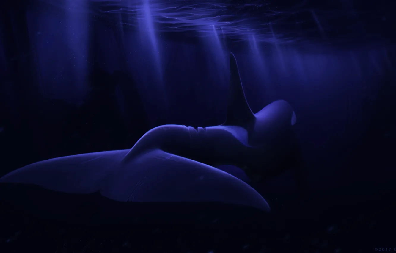 Photo wallpaper sea, night, Dolphin, under water, by Ciorano