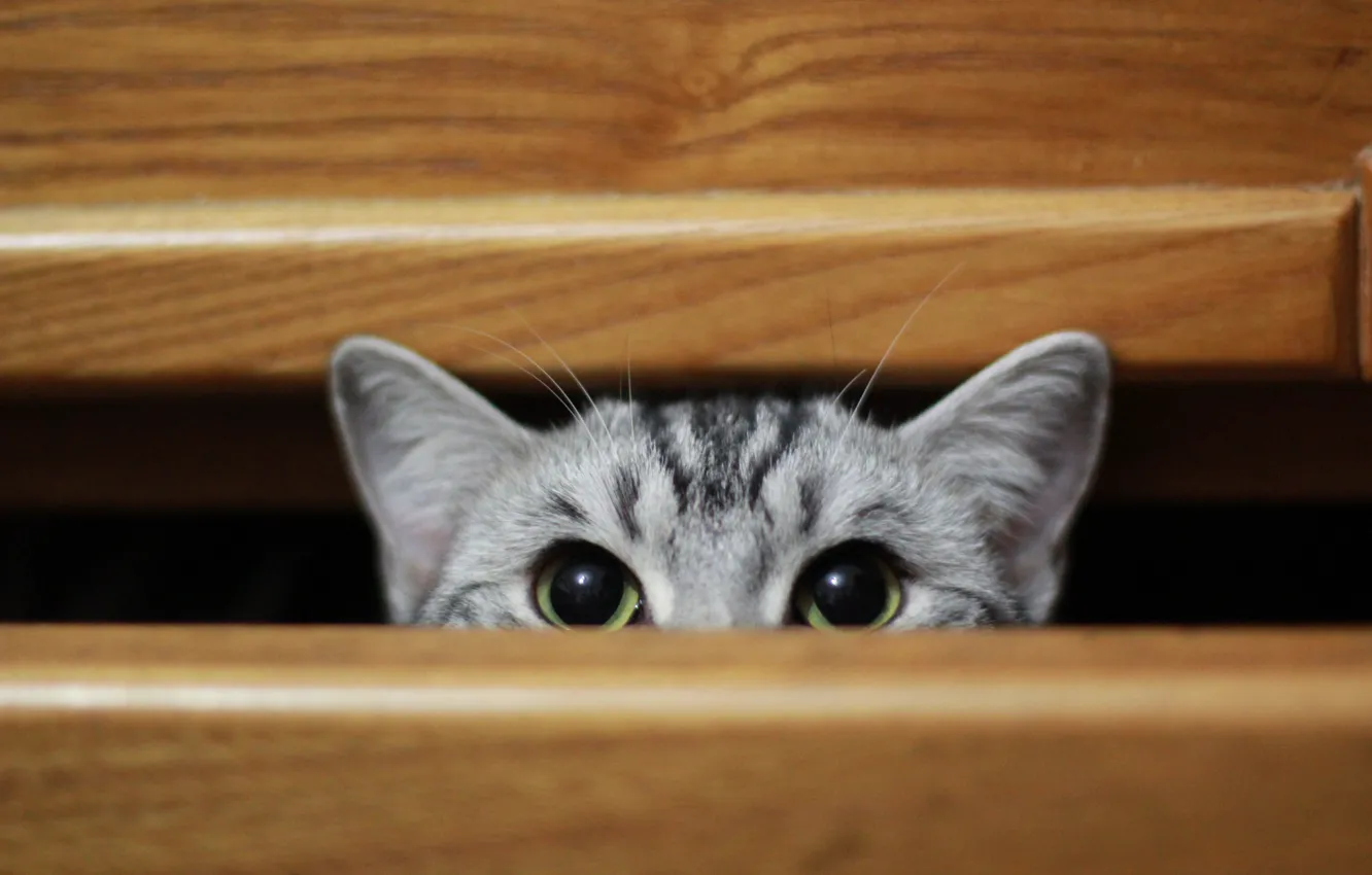 Photo wallpaper play, cat, cute