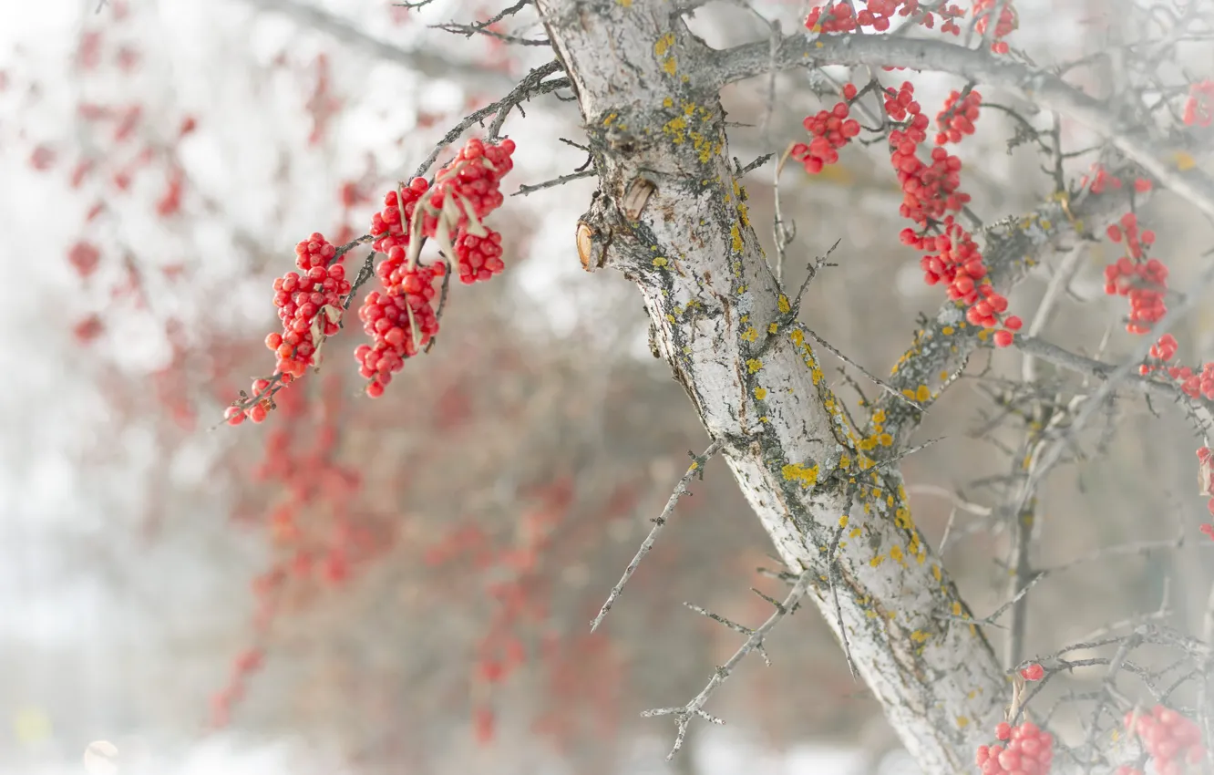 Photo wallpaper nature, berries, tree