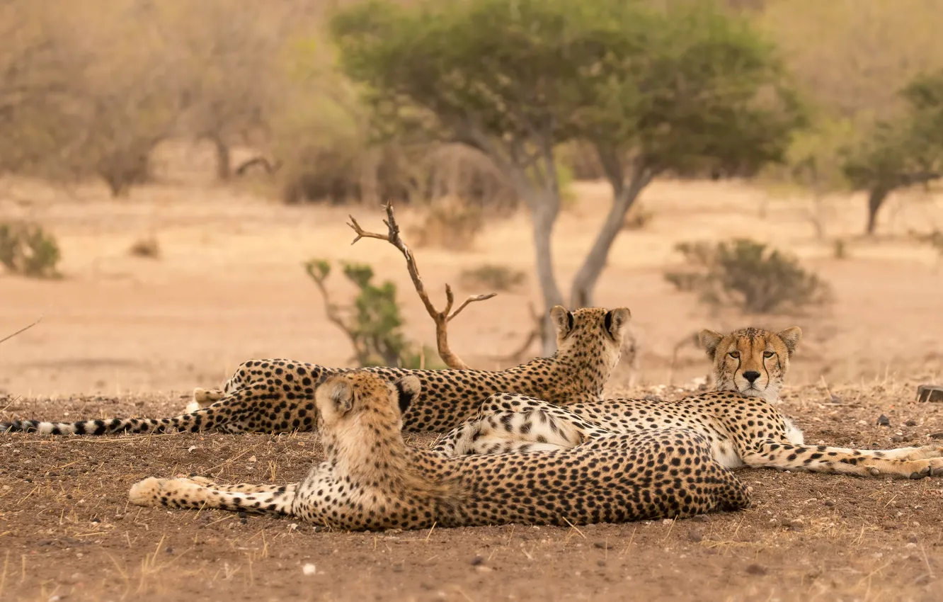 Photo wallpaper nature, pose, tree, stay, Cheetah, three, wild cats, trio