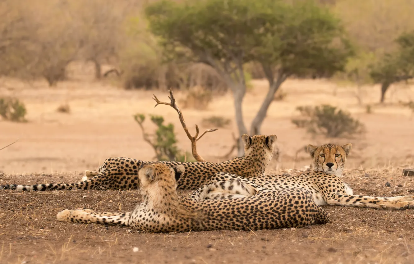 Photo wallpaper trees, nature, pose, stay, Cheetah, three, lies, wild cats
