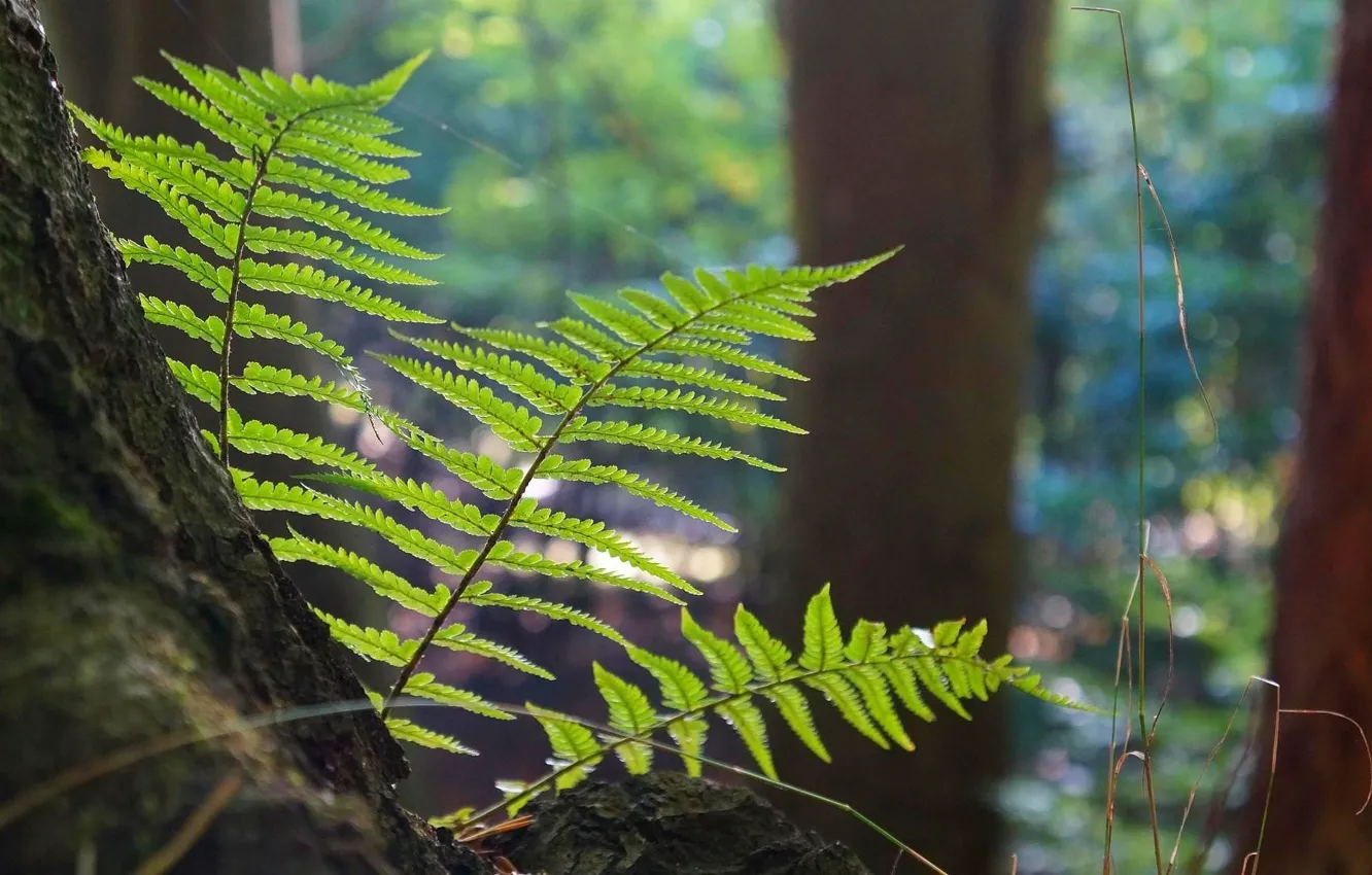 Photo wallpaper forest, tree, fern