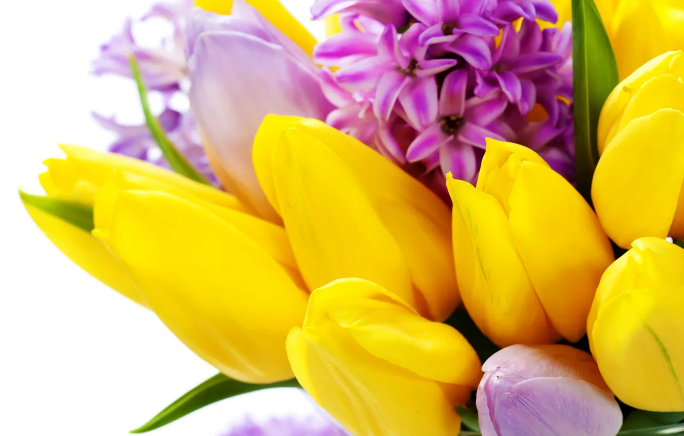 Photo wallpaper flowers, spring, yellow, tulips, March 8, flowers, tulips, spring