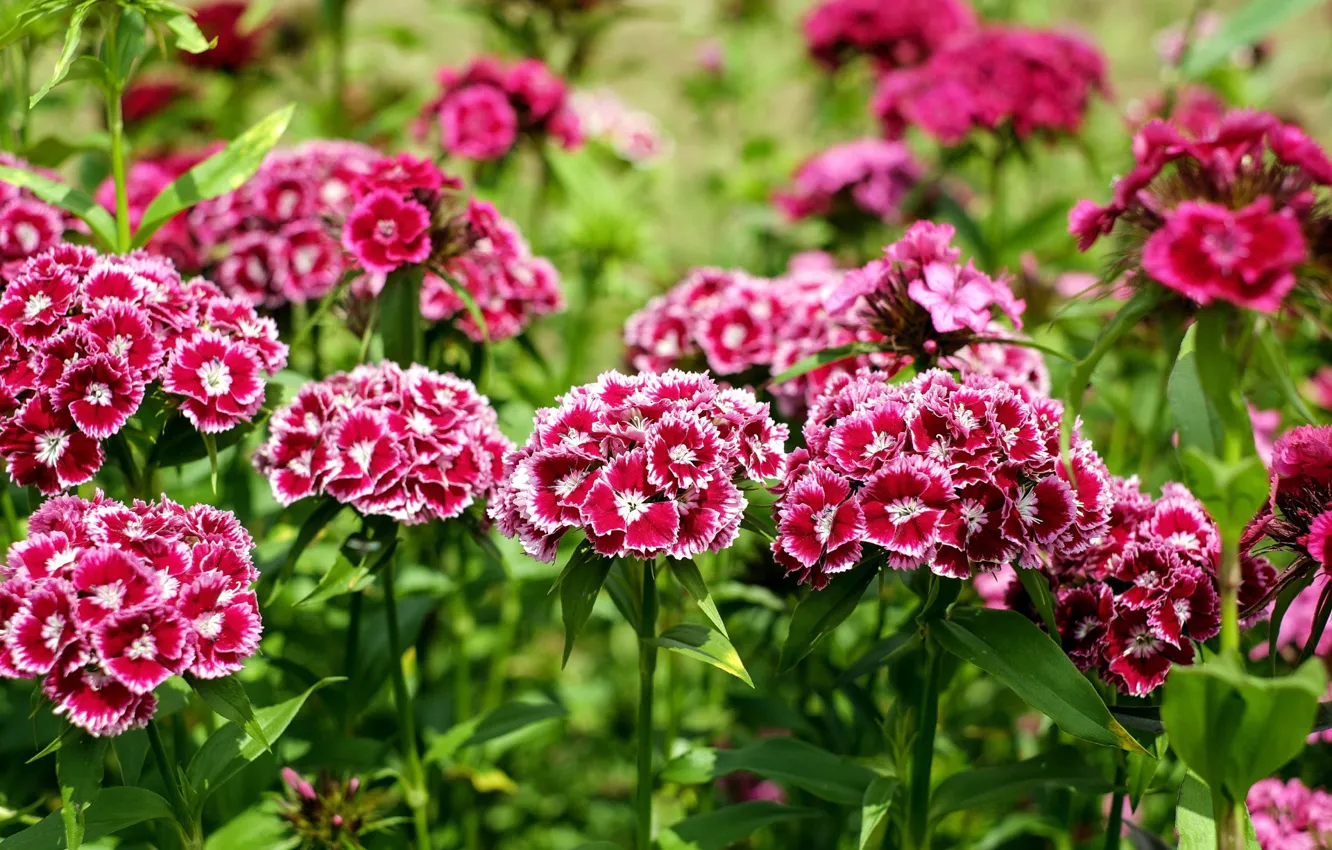 Photo wallpaper background, flowerbed, clove