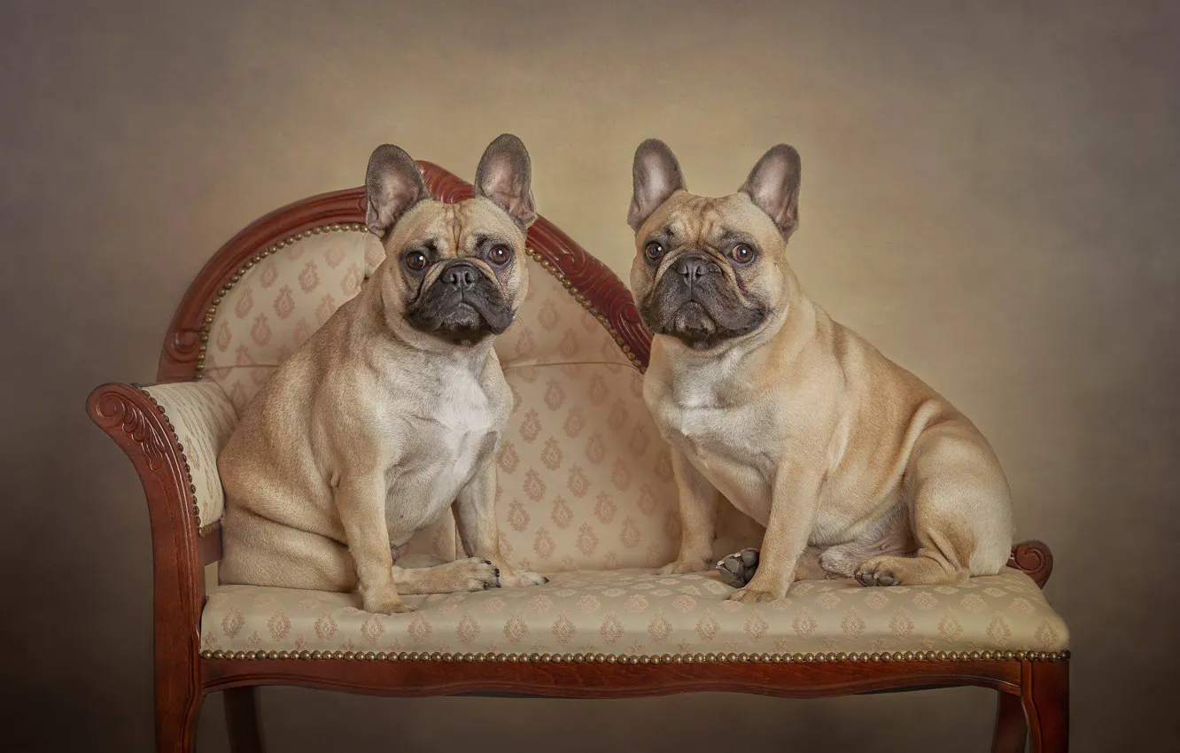 Photo wallpaper a couple, two dogs, family portrait, French bulldog