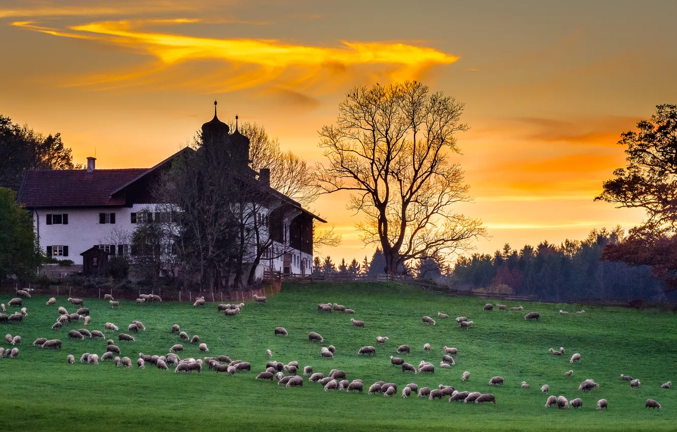 Photo wallpaper animals, landscape, nature, house, sheep, the evening, Germany, Bayern