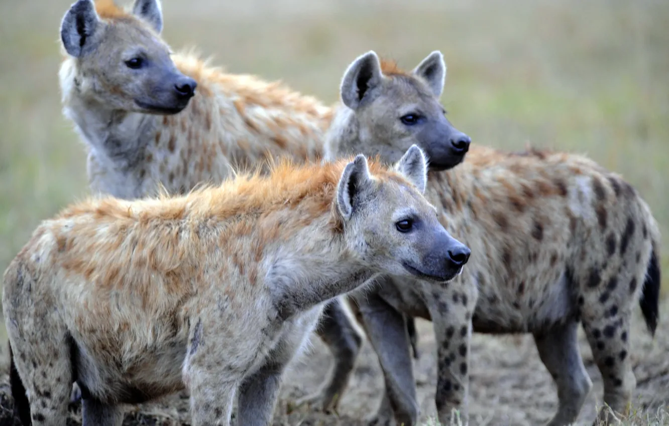 Photo wallpaper nature, predators, hyenas