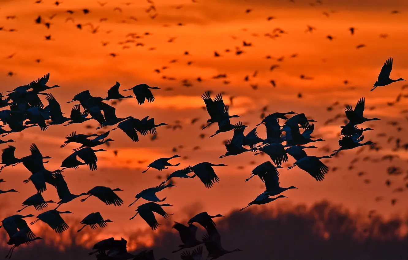 Photo wallpaper birds, pack, silhouette, canadian cranes