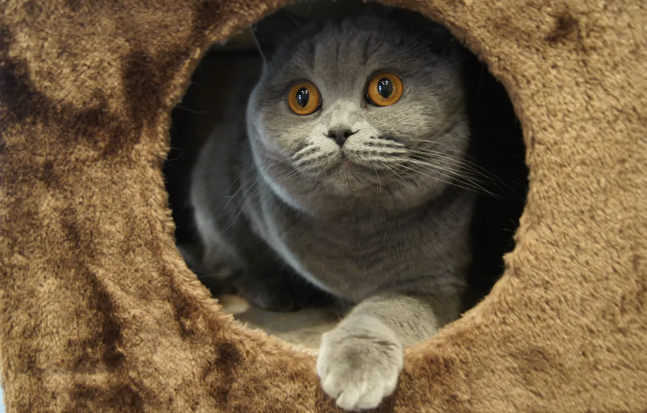 Photo wallpaper cat, eyes, British