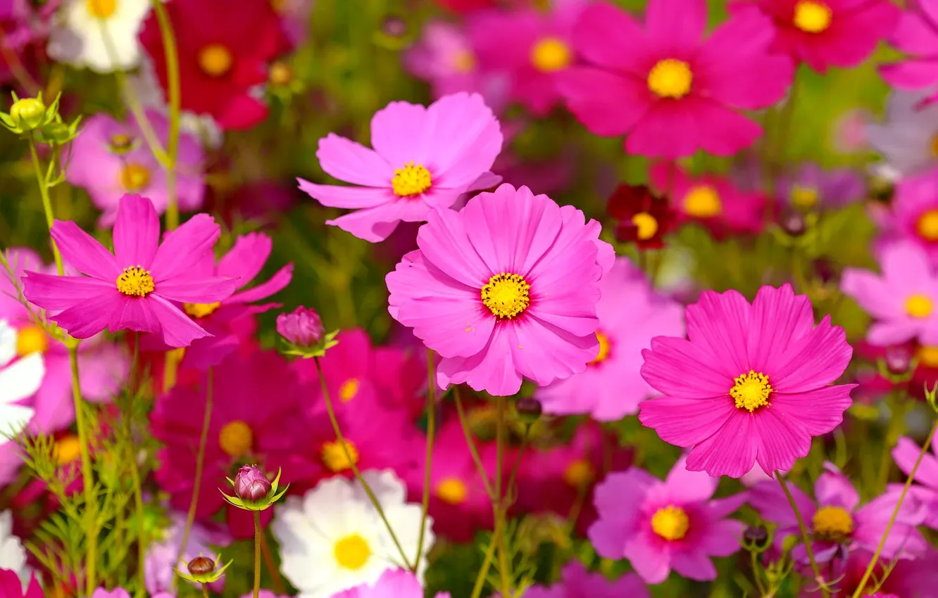 Photo wallpaper summer, pink flowers, kosmeya
