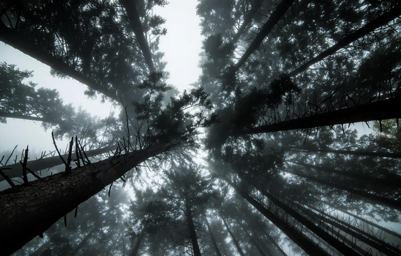Photo wallpaper forest, trees, fog