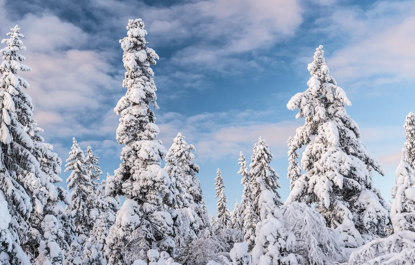Photo wallpaper winter, forest, clouds, snow, snow, ate, blue sky, Christmas trees