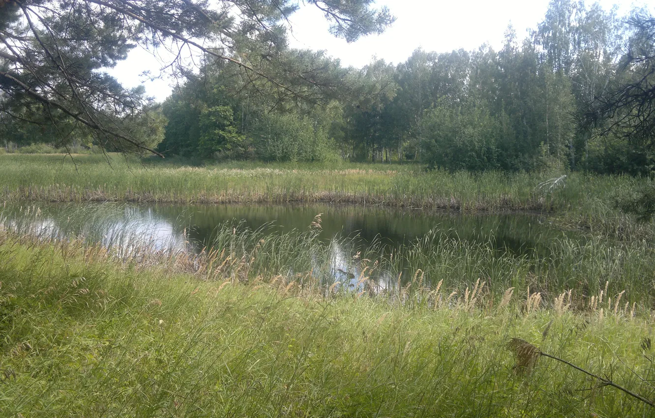 Photo wallpaper river, summer, forest beach