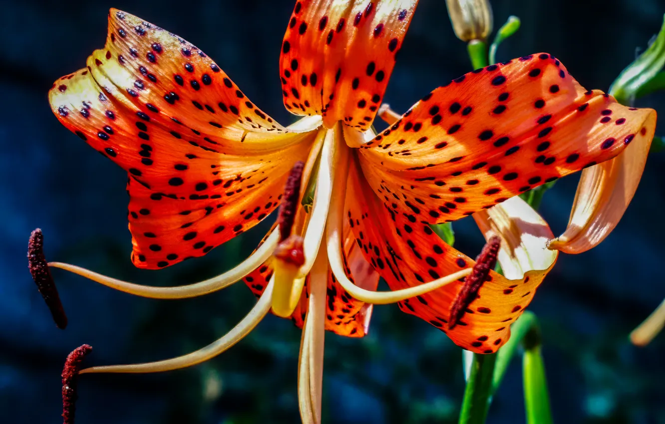 Photo wallpaper flowers, Lily, stamens