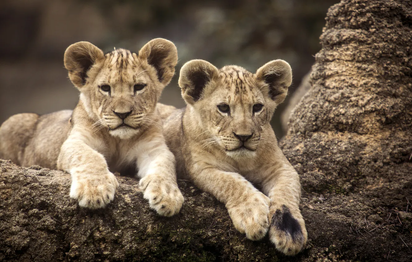 Photo wallpaper Leo, cub, kitty, lion