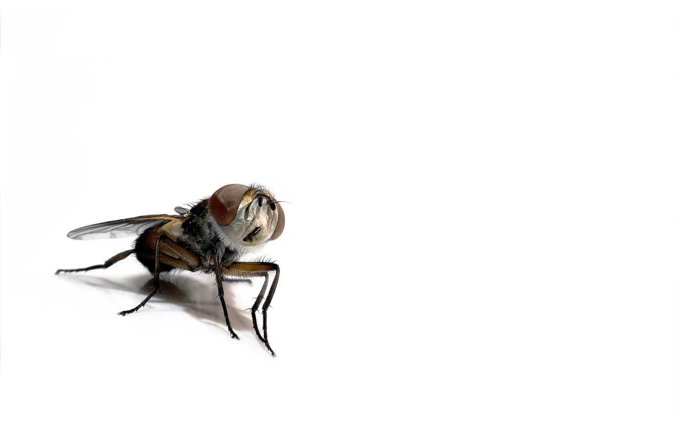 Photo wallpaper fly, background, insect