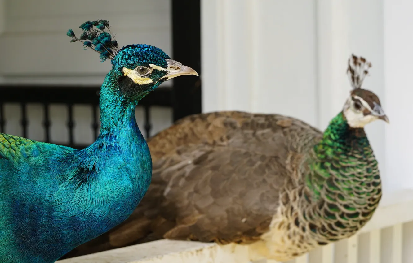Photo wallpaper stay, bird, pair, peacock