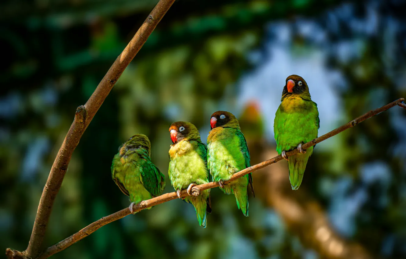 Photo wallpaper branches, bird, parrot, bokeh, Quartet, lovebird