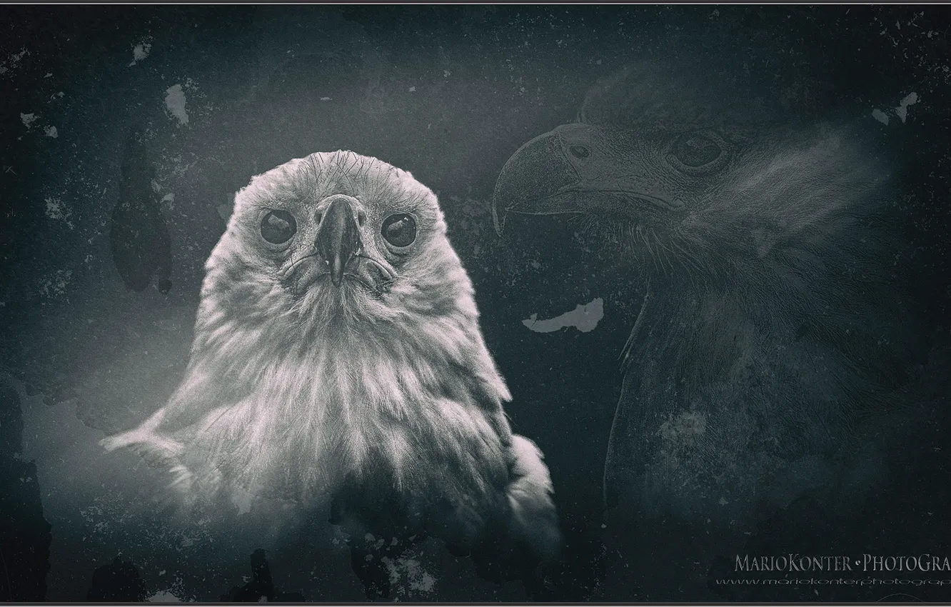 Photo wallpaper animal, Birds of Prey, Sea Eagle, AMERIKA