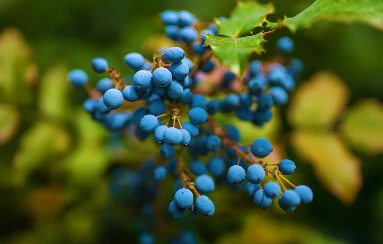 Photo wallpaper leaves, trees, branches, blue, nature, berries, blue, foliage