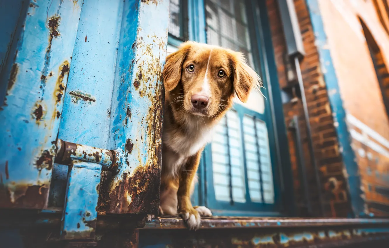 Photo wallpaper look, pose, dog, face, Retriever