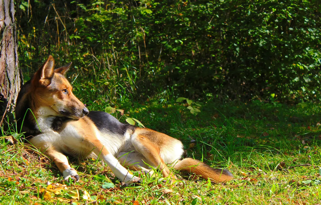 Photo wallpaper forest, look, each, stay, devotion, dog