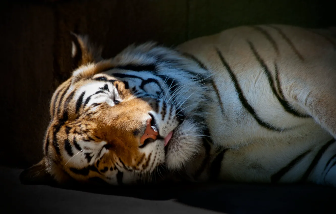 Photo wallpaper tiger, Wallpaper, sleeping