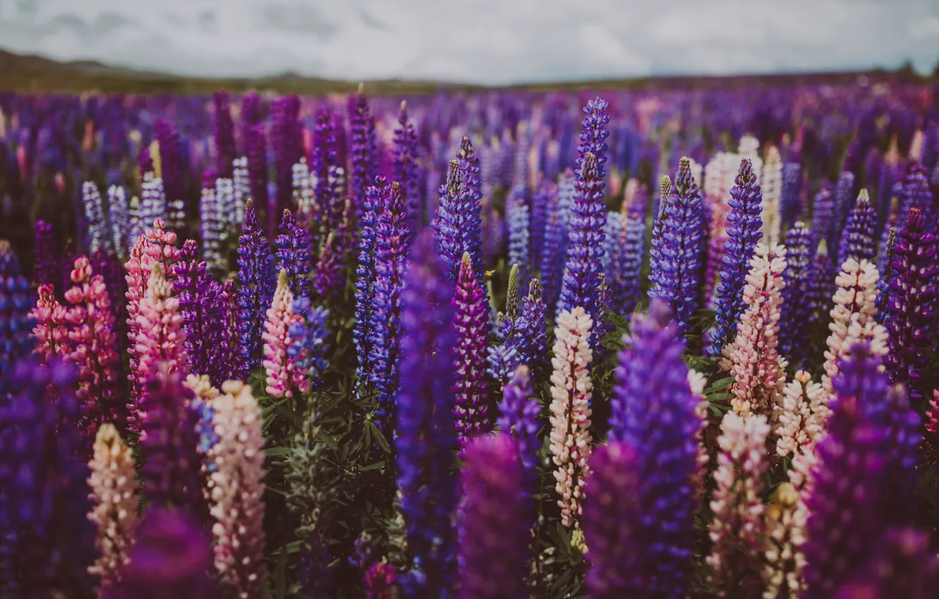 Photo wallpaper field, purple, summer, flowers, dal, pink, a lot, lilac